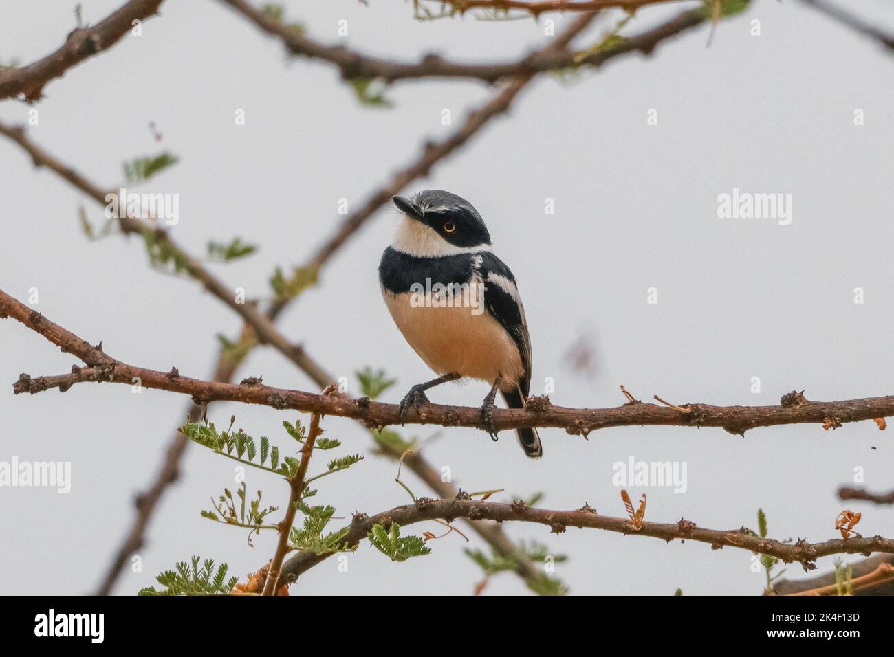 Pygmy Batis seduto su un cespuglio di spina affilata e spiky Foto Stock