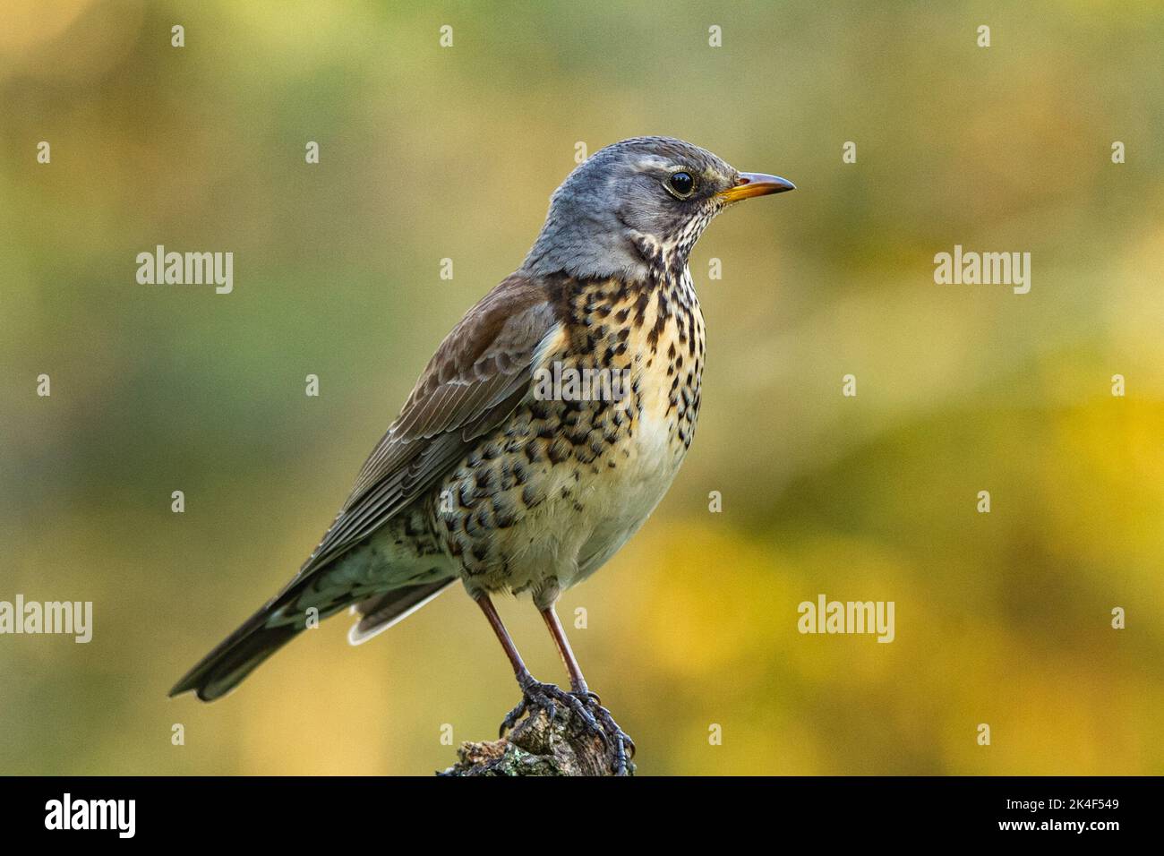 Uccello fotografato da vicino con bella retroilluminazione. Mughetto Foto Stock