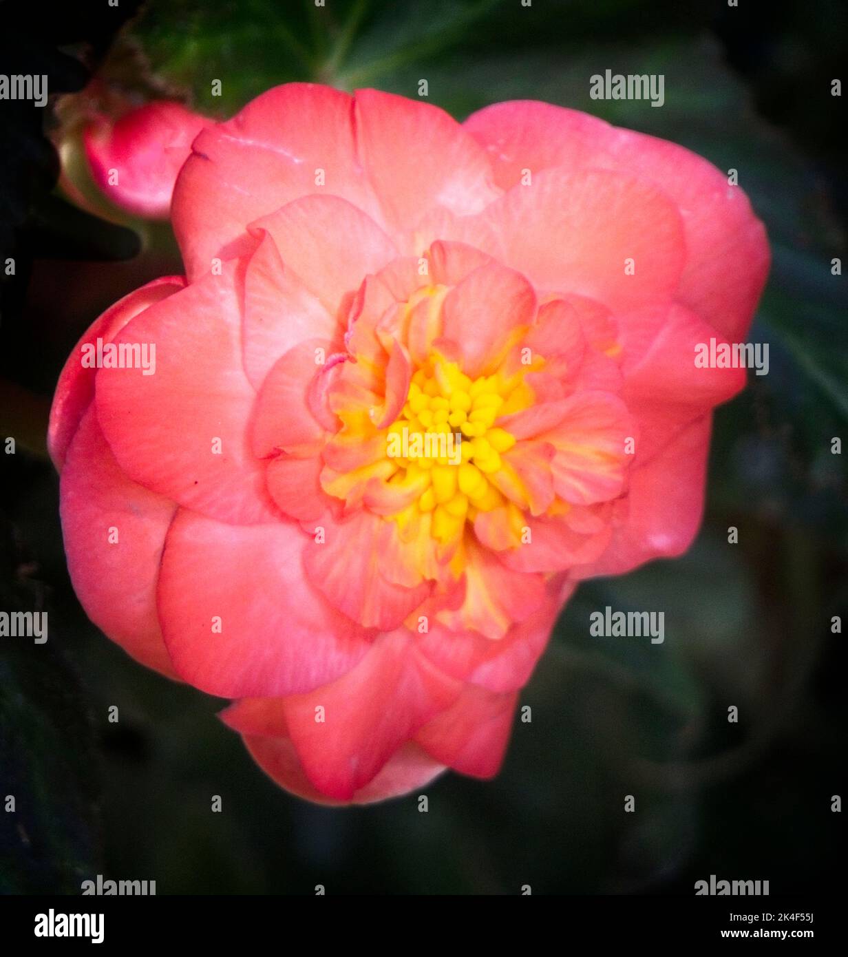 Tuberous Begonias Calgary Zoo Alberta Foto Stock