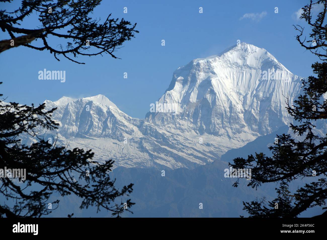 Dhaulagiri e montagne himalayane circostanti da Mohare Danda Foto Stock