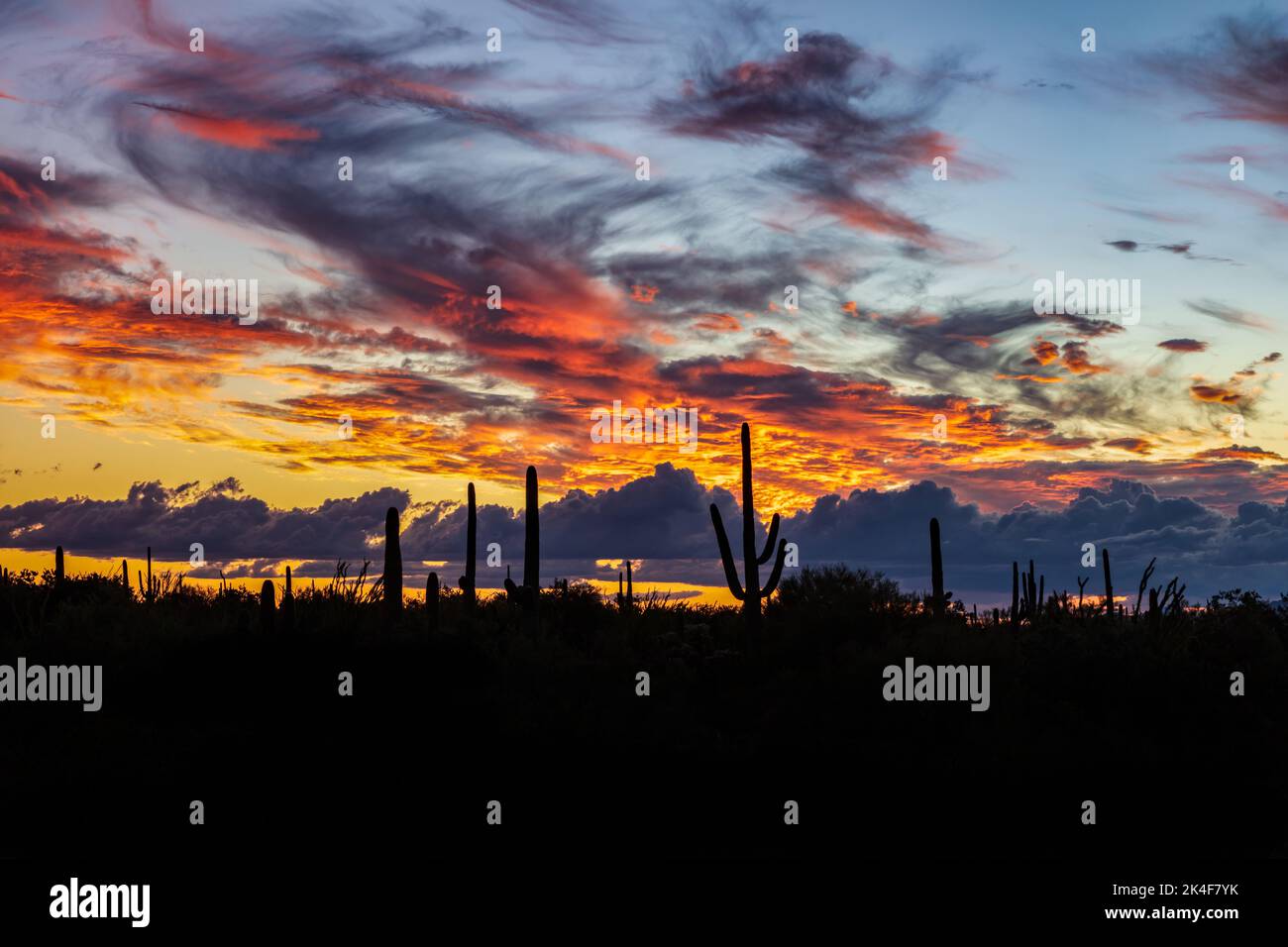 Tramonto dai colori brillanti nel deserto di sonora in Arizona. Il cactus di Saguaro ha fatto da sfondo a nuvole dai colori brillanti. Foto Stock