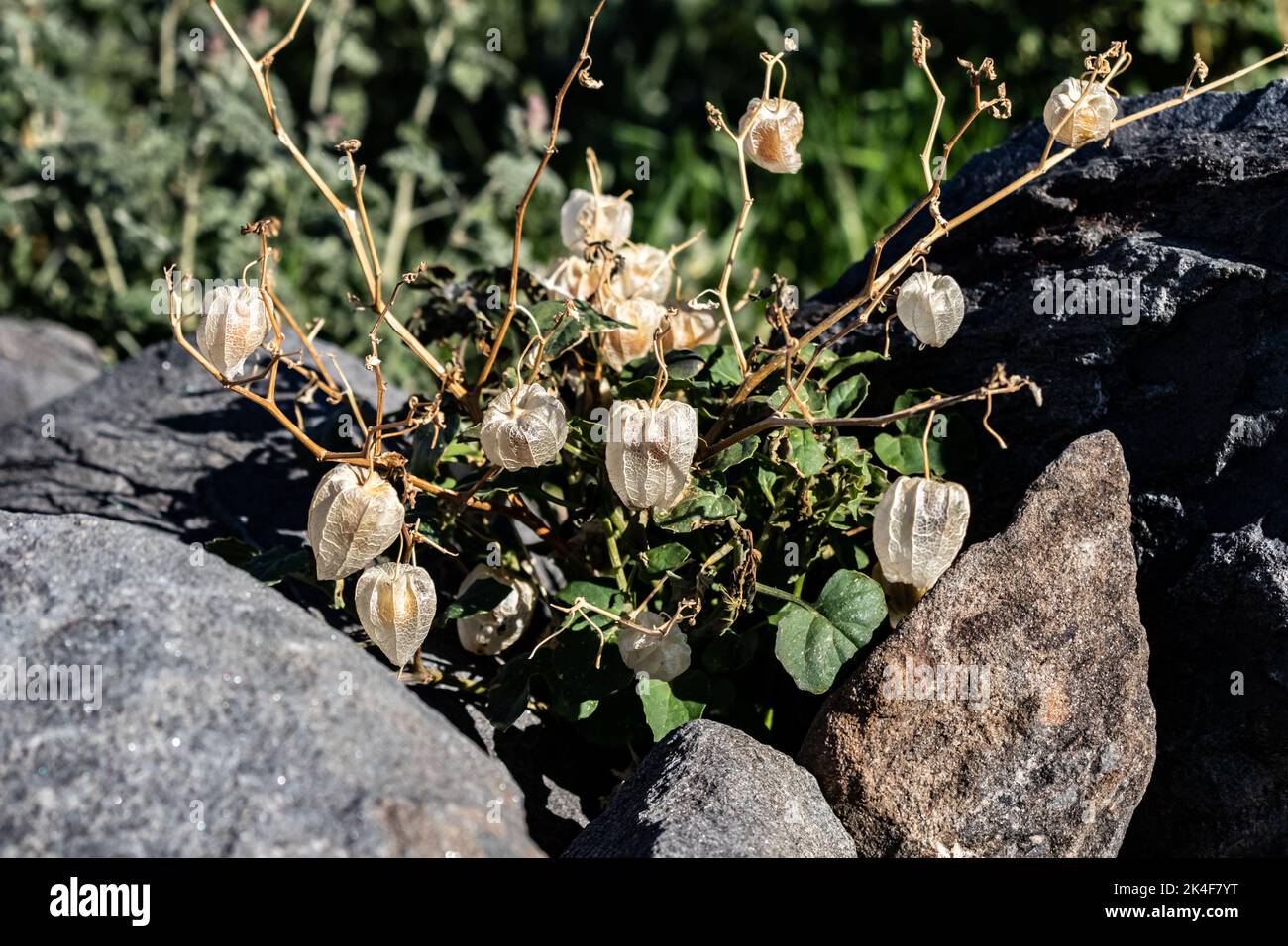 Pianta di tomatillo (Physalis philadelphica) che cresce tra le rocce nel deserto di sonora in Arizona. Frutta può essere vista all'interno delle bucce esterne asciutte. Foto Stock