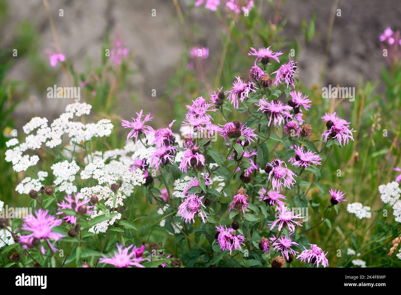 Cardo strisciante fiorito sulla riva di Kirjavalachti Foto Stock