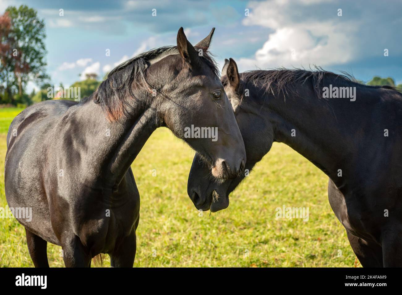 Due bellissimi cavalli neri che si coccolano l'uno con l'altro, animali rurali Foto Stock