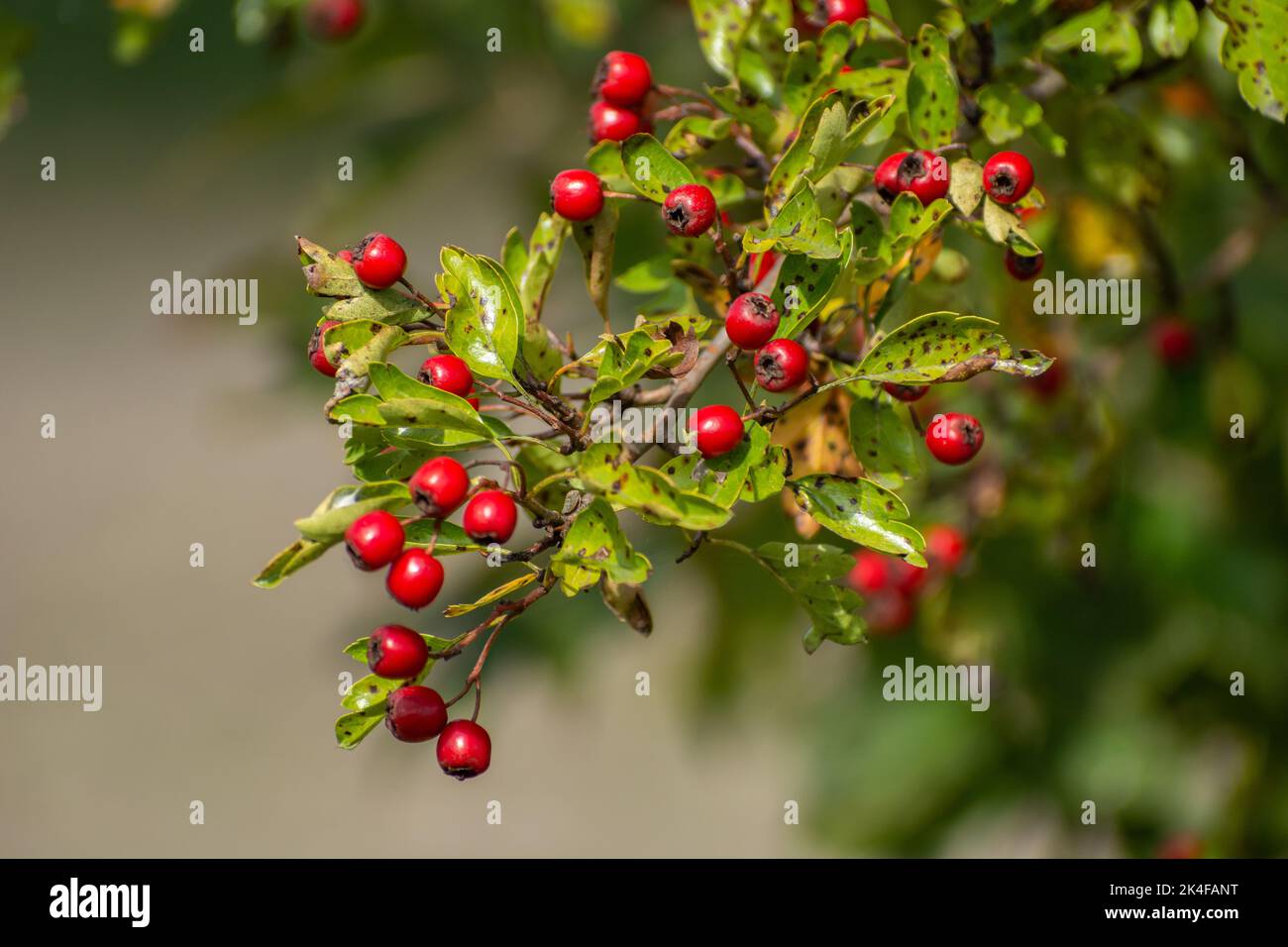 Ramoscello con piccoli bacche di biancospino rosso, arbusto decorazione di Natale, vista di settembre Foto Stock