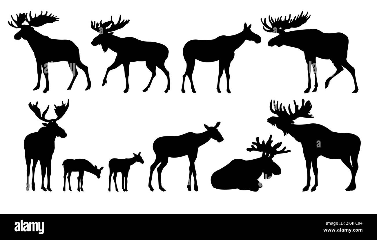 Moose set. Elk adulti maschi e femmine. Cuccioli di alce. Immagine della silhouette. Animali in natura. Isolato su sfondo bianco. Vettore Illustrazione Vettoriale