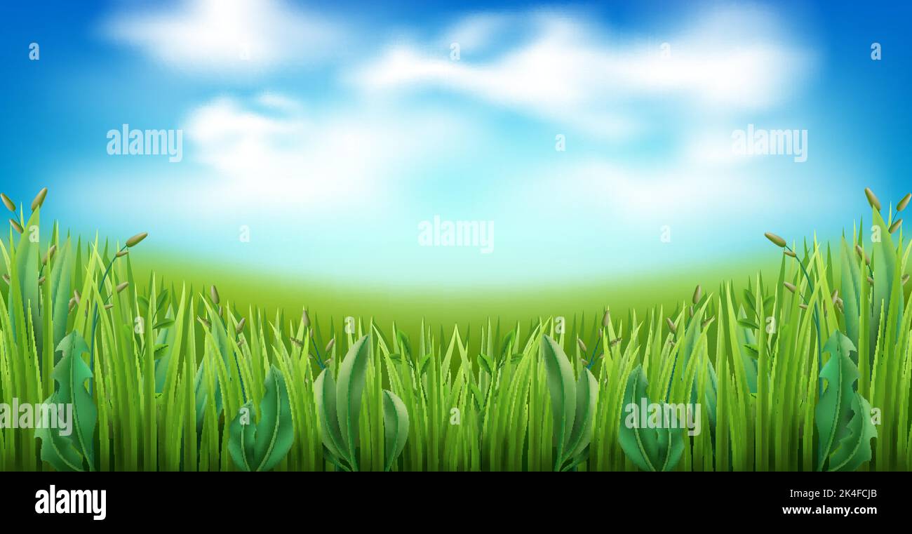 Erba verde realistica con nuvole su sfondo cielo blu. Striscia di prato da giardino, erbe di prato, panorama di campo, illustrazione di fisheye. Parco piante naturali Illustrazione Vettoriale