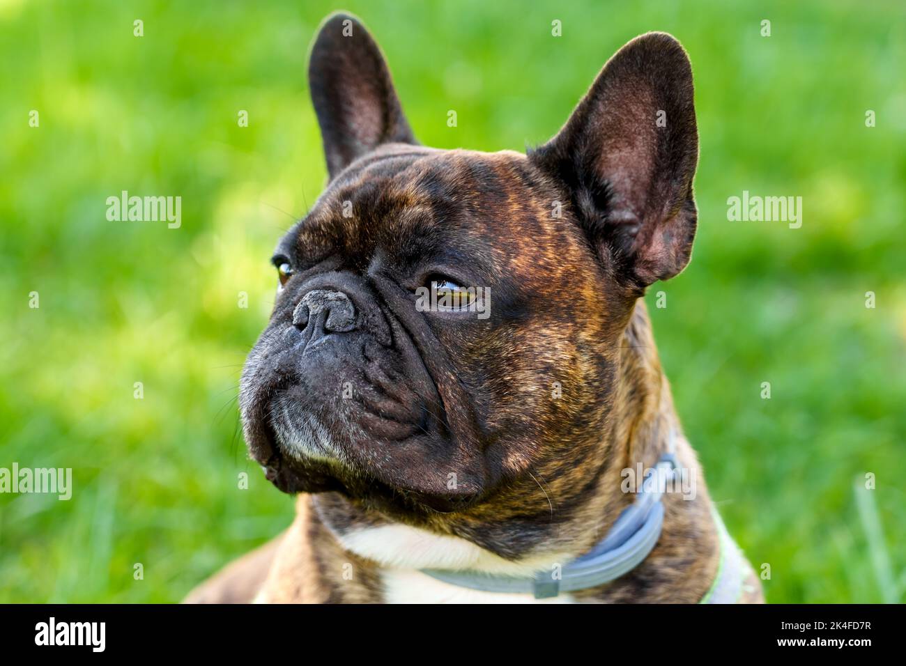 Bel bulldog francese marrone su una passeggiata su un prato verde estivo. Primo piano verticale Foto Stock