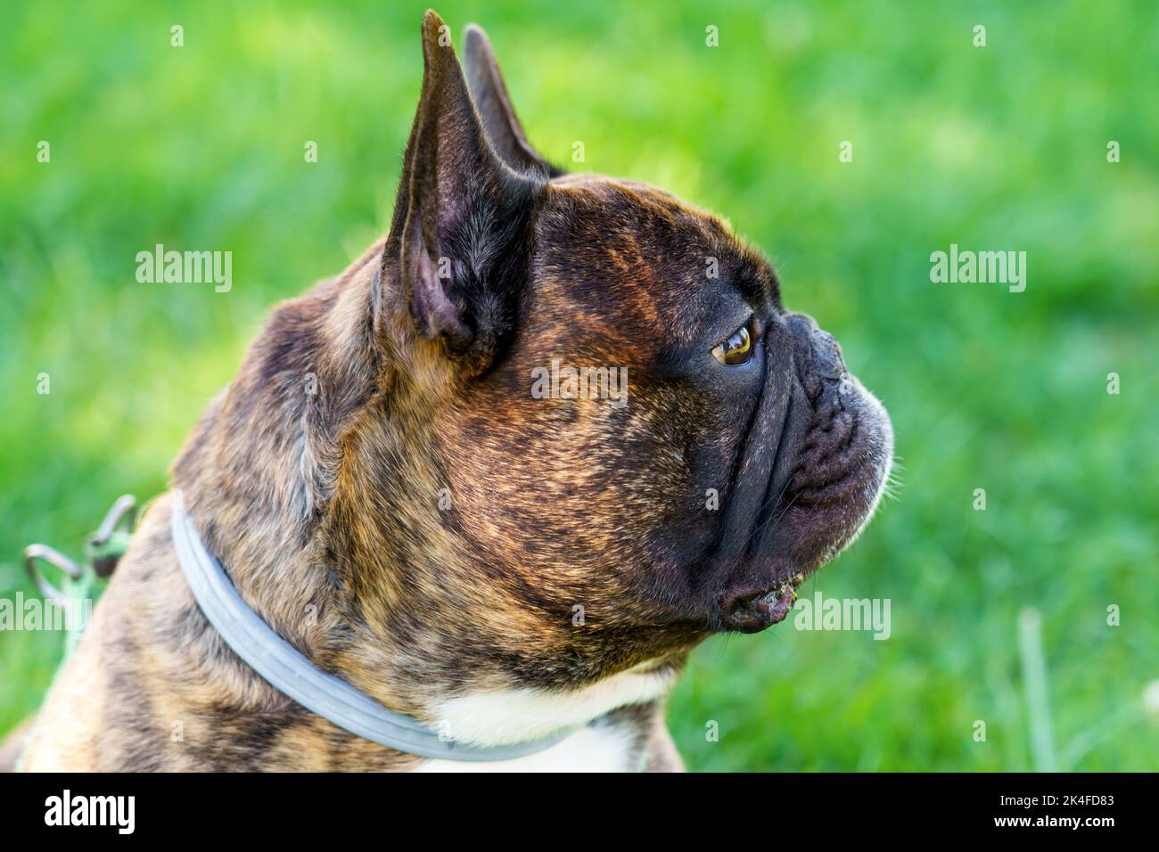 Bel cane da corrida francese marrone sullo sfondo di un verde prato estivo. Carino cane domestico purered. Vista del profilo Foto Stock