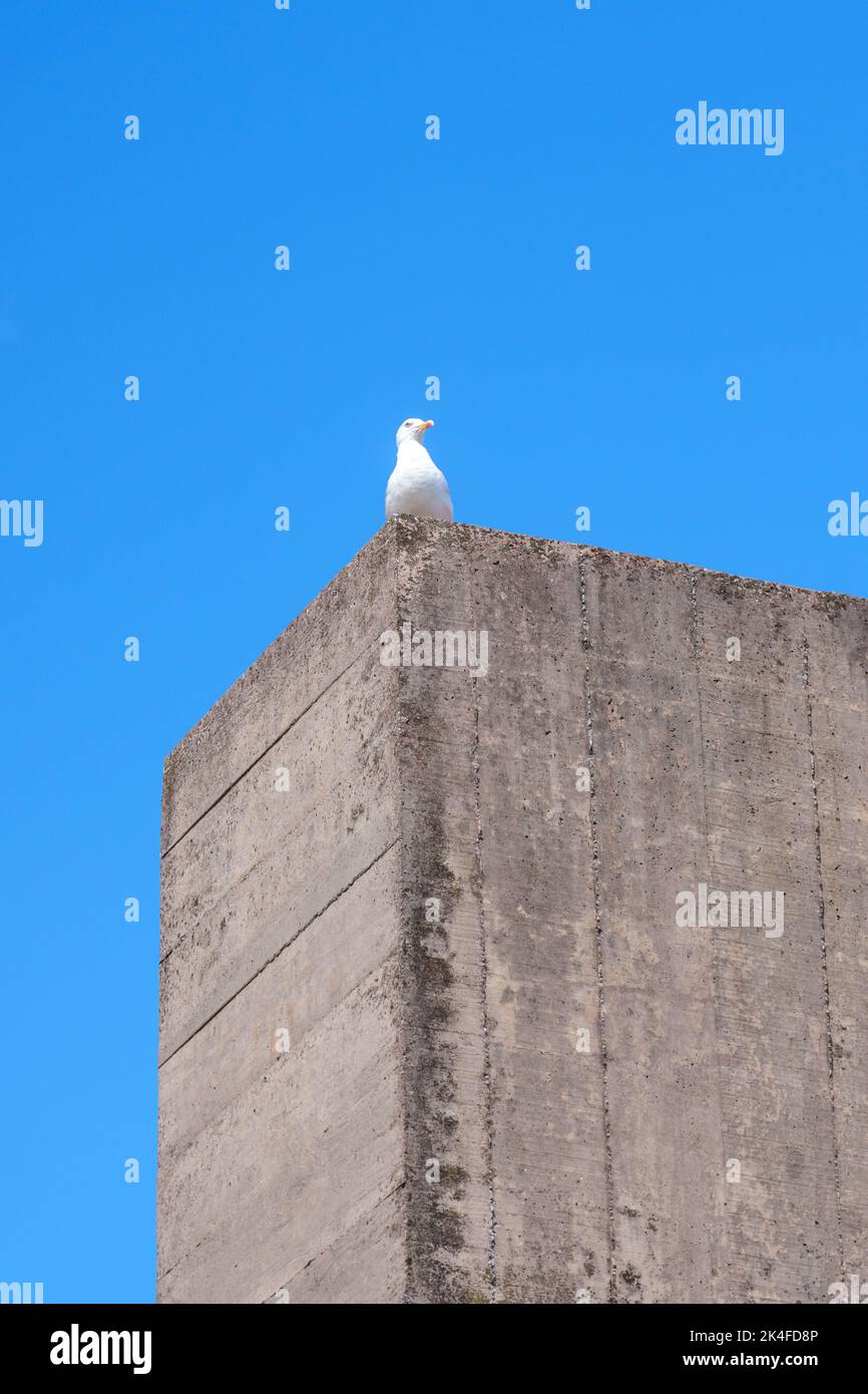 Gabbiano di mare bianco seduto su un muro di pietra contro il cielo blu. Telaio verticale Foto Stock