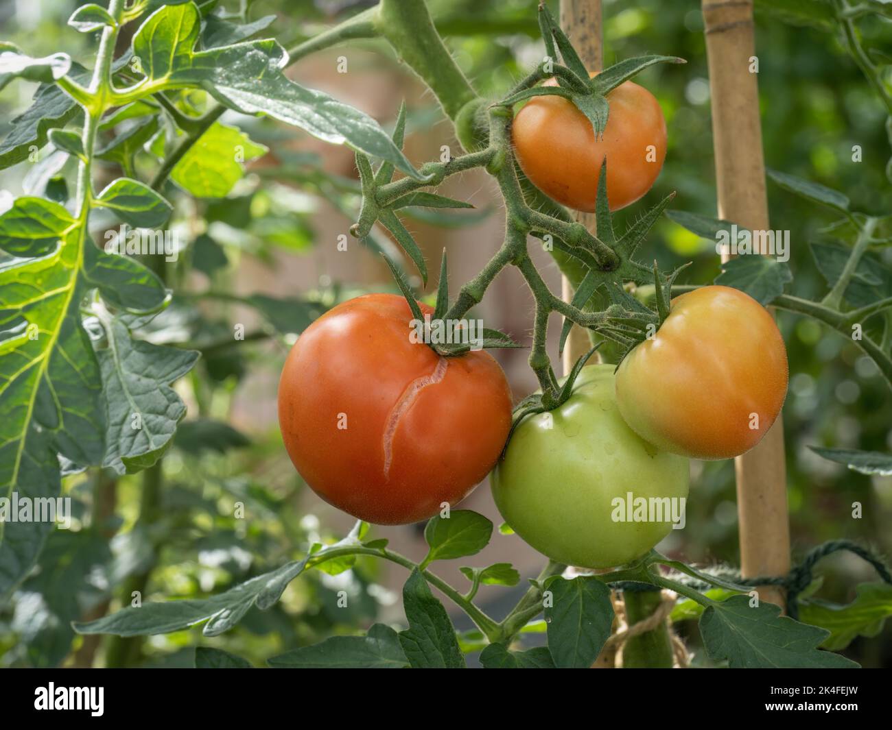 Pomodori che mostrano dopo gli effetti della siccità - con la pioggia, la pelle si spezza, crepe. Foto Stock