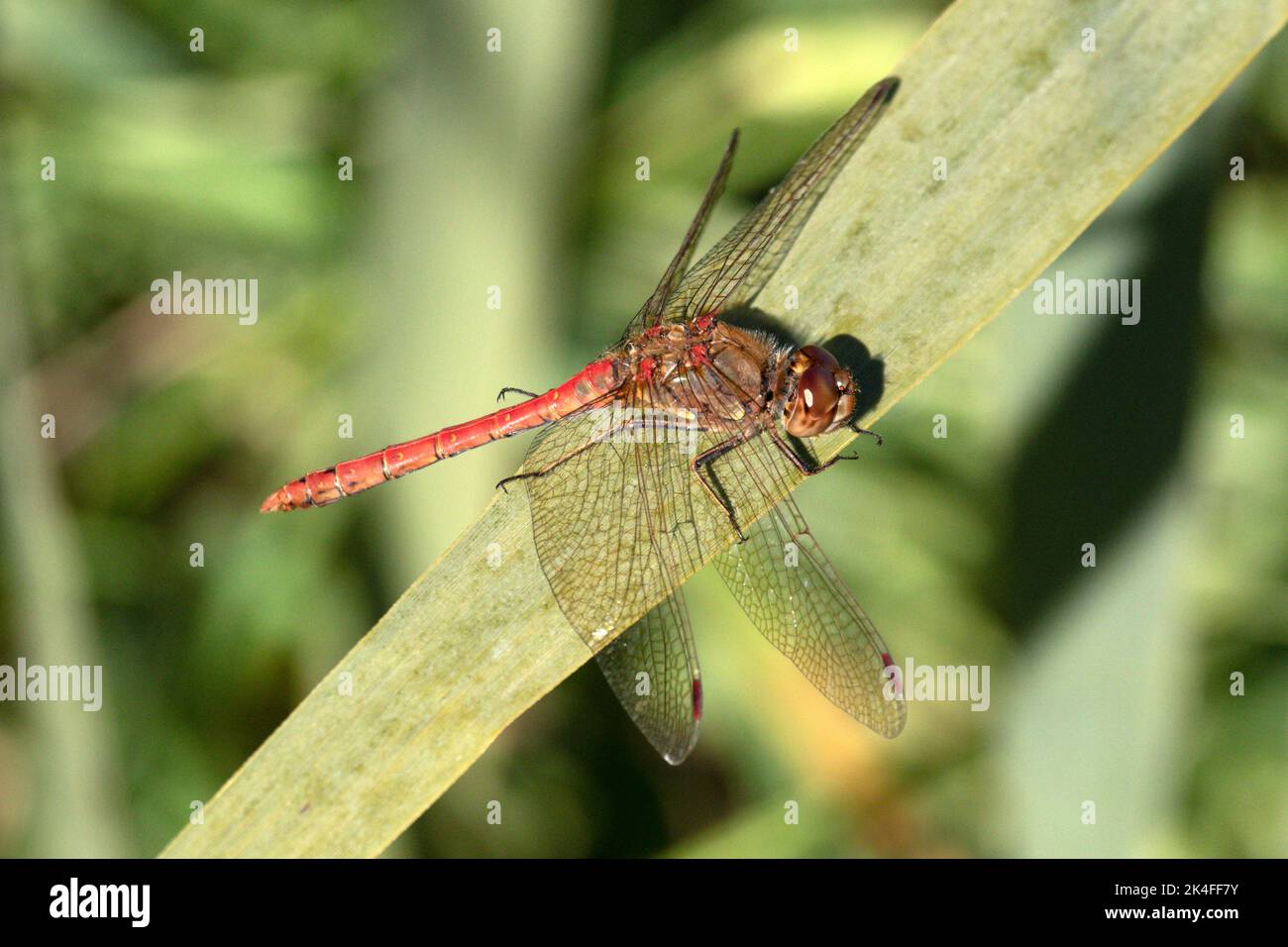 Maschio comune Darter Dragonfly a Wicken Fen a Cambridgeshire, ottobre 1st 2022 Foto Stock