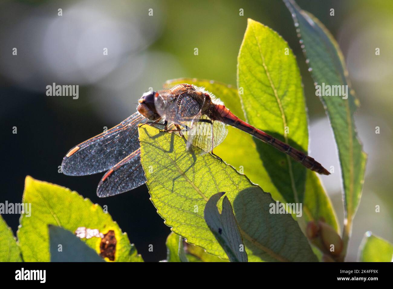 Maschio comune Darter Dragonfly a Wicken Fen a Cambridgeshire, ottobre 1st 2022 Foto Stock