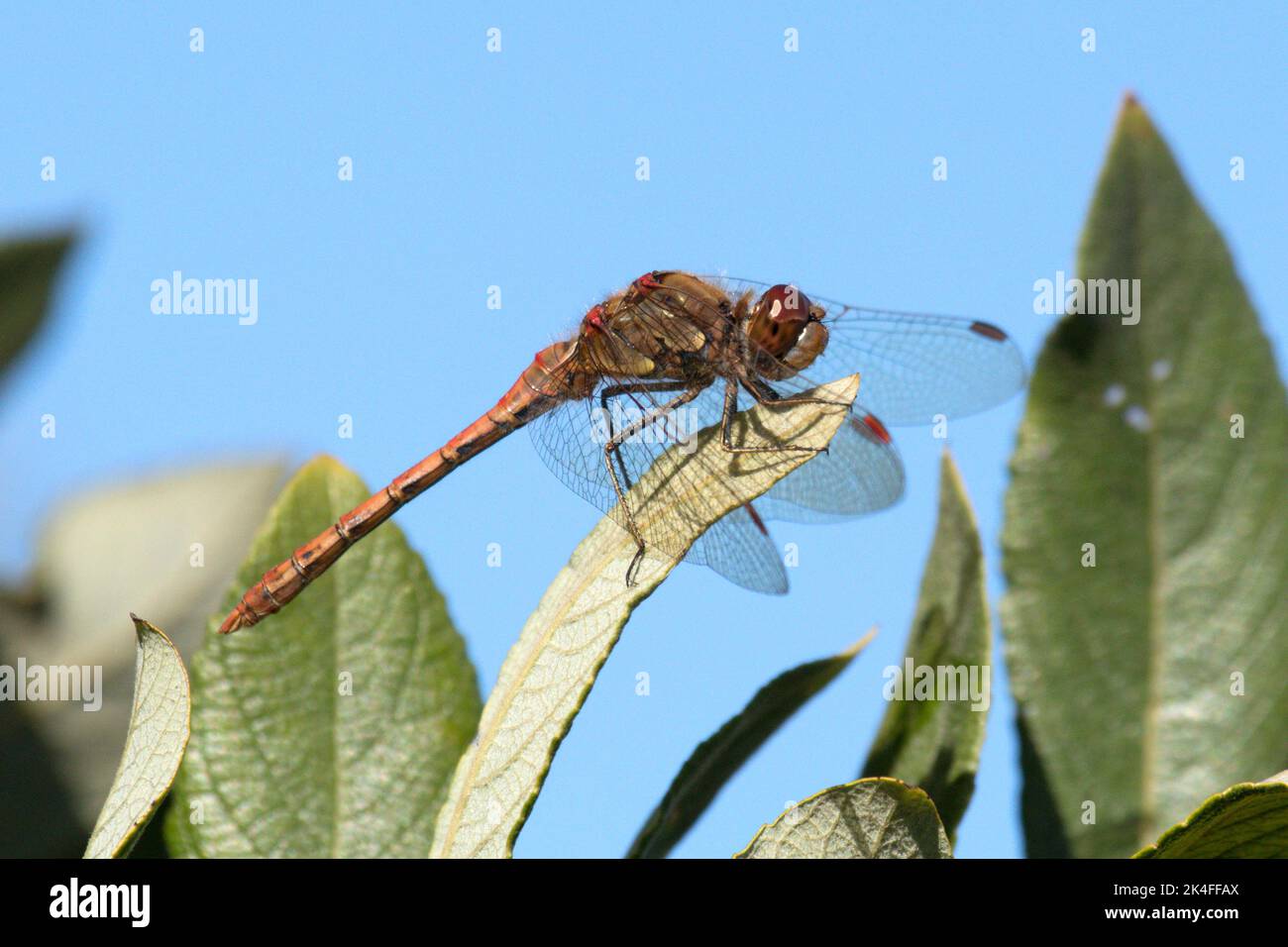 Maschio comune Darter Dragonfly a Wicken Fen a Cambridgeshire, ottobre 1st 2022 Foto Stock