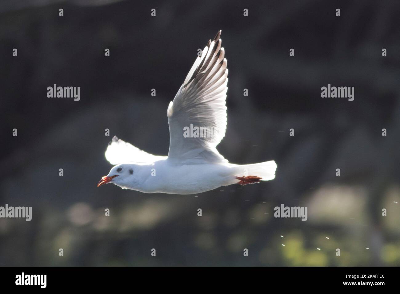 Gabbiano testa nera, sorvolando il Grande Ouse nel parco di campagna Ely, Ely, ottobre 2022 Foto Stock