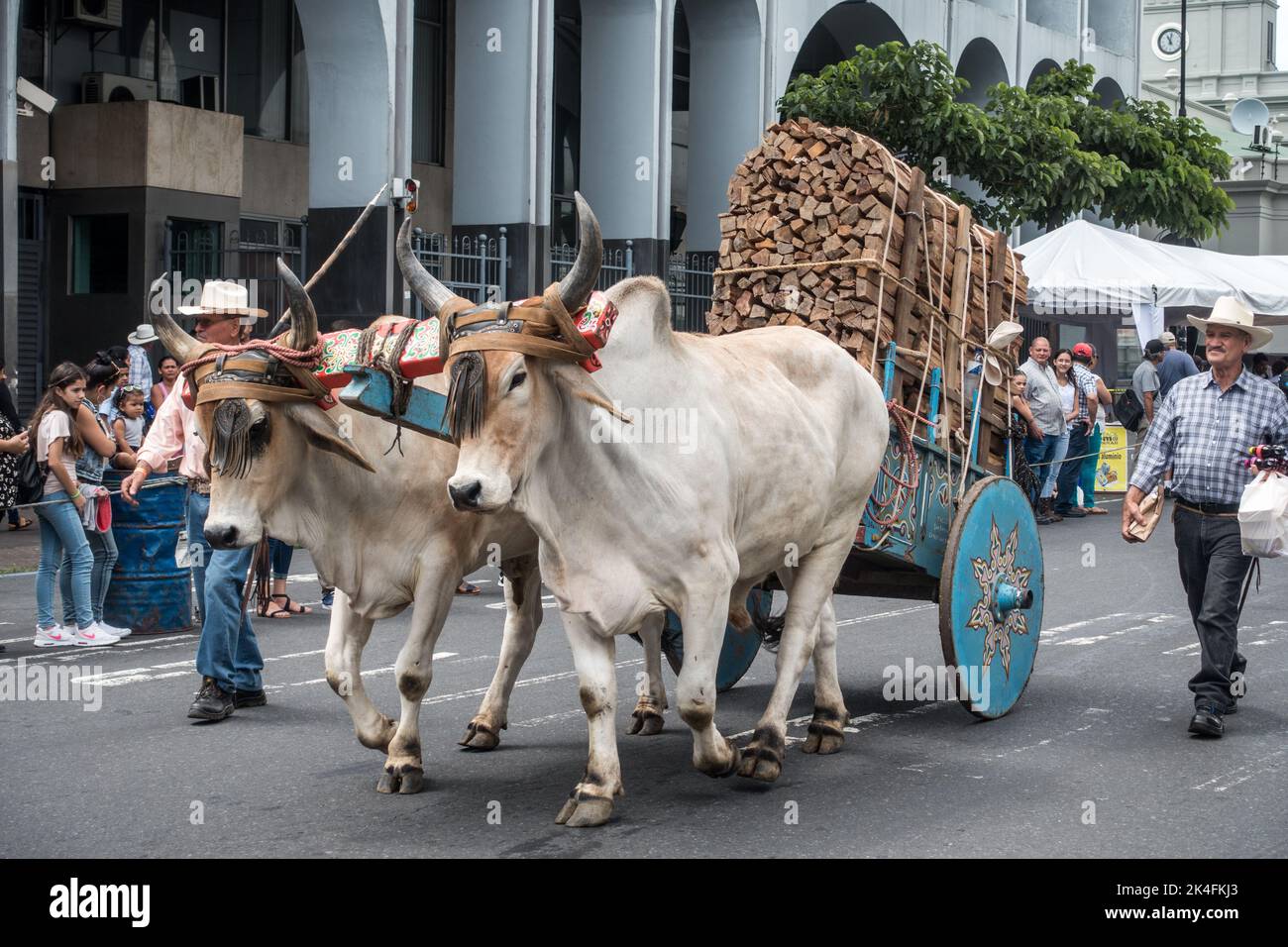 Buoi che tira un carrello caricato di legno nella parata dei buoi a San José, Costa Rica. Foto Stock