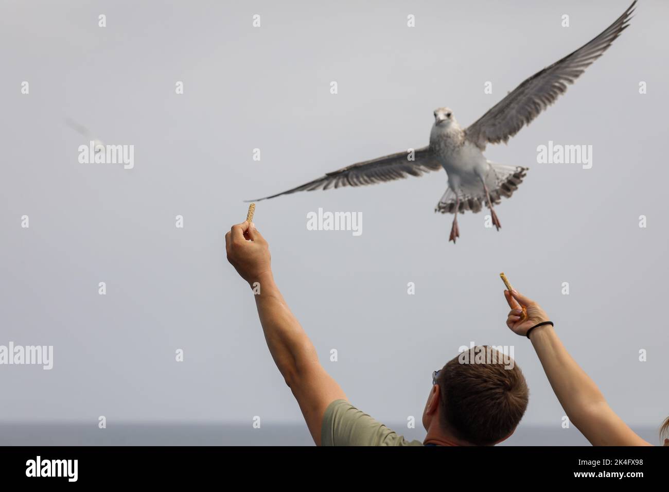 L'uccello di mare raccoglie il cibo dalla mano di una persona sopra il Mar Egeo sull'isola greca di Thassos in una giornata estiva di sole. Foto Stock
