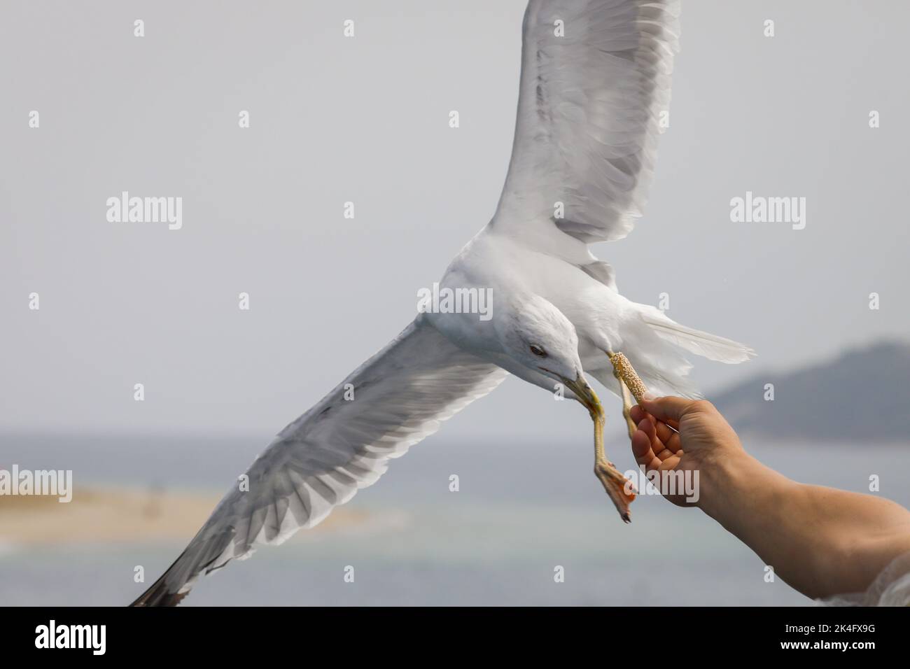 L'uccello di mare raccoglie il cibo dalla mano di una persona sopra il Mar Egeo sull'isola greca di Thassos in una giornata estiva di sole. Foto Stock