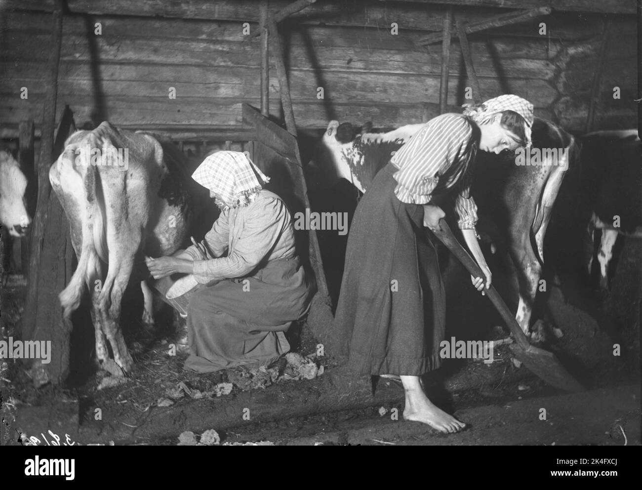 Gestione di bestiame nel fienile. La donna si siede e munge una mucca magra mentre la ragazza a piedi nudi deride. Parrocchia di Mangskogs, Värmland, 1911. Didascalia (da N. Keyland: Allmogecost svedese, 1919): 'Latte e pulizia nel Fjuset. Fotografia dall'estate del 1911, quando le mucche a causa della forte siccità e della mancanza di pascoli divennero insolitamente magre". Fuori dal testo corrente: 'La donna, che latte, siede su un piccolo sgabello di fabbricazione primitiva. Tra le ginocchia tiene la scuola, il deposito, un vaso di stendimento con tondini generalmente dritti, la parte posteriore di essi si estendeva e ha la forma di un manico, «öre». Il Foto Stock