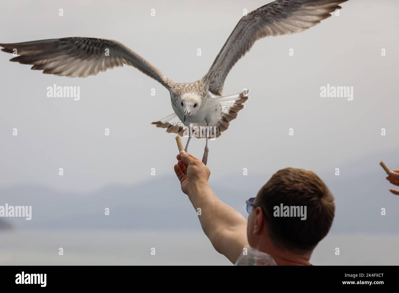 L'uccello di mare raccoglie il cibo dalla mano di una persona sopra il Mar Egeo sull'isola greca di Thassos in una giornata estiva di sole. Foto Stock