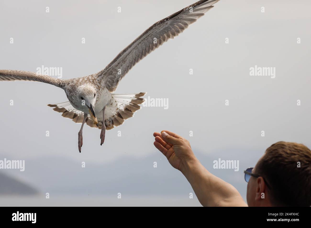 L'uccello di mare raccoglie il cibo dalla mano di una persona sopra il Mar Egeo sull'isola greca di Thassos in una giornata estiva di sole. Foto Stock