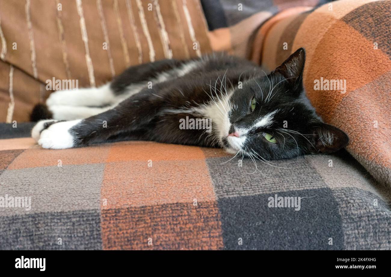 Carino, bianco nero gatto dorme sul divano Foto Stock
