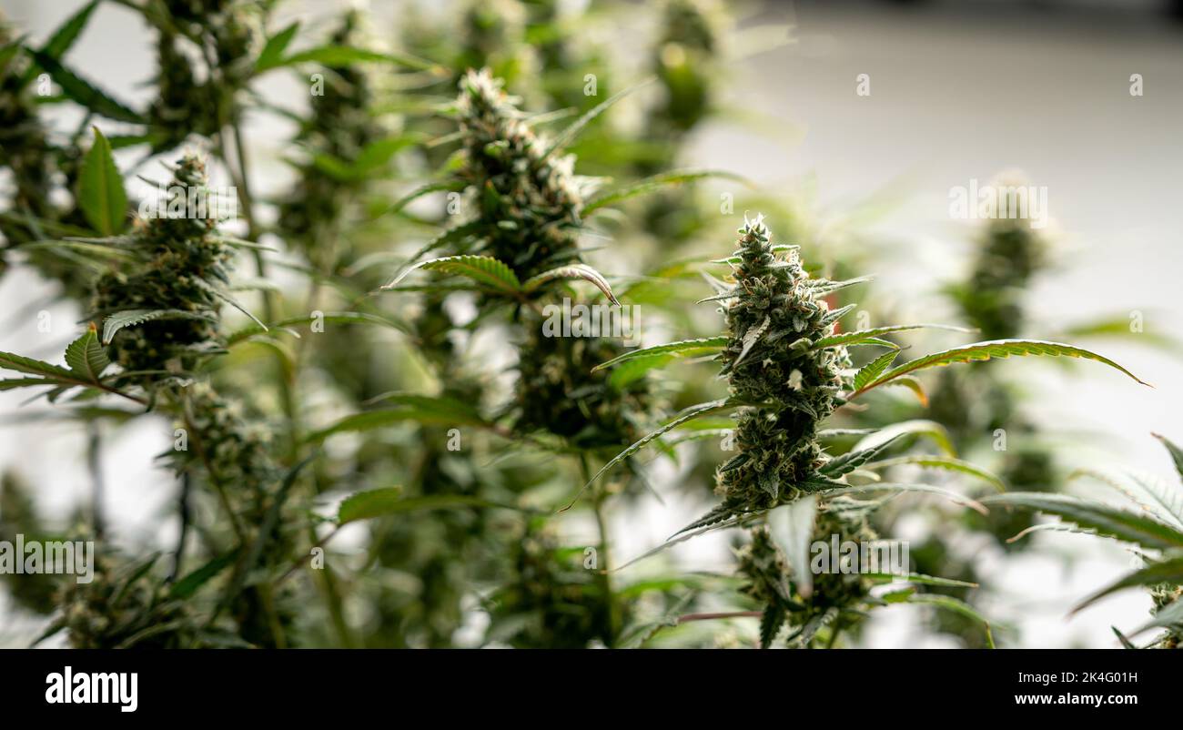 industria agricola di marijuana. Splendidi scatti macro e micro. Casa verde, all'aperto, piante interne. Raccogliere cannabis, piantare erbacce e molto altro. Foto Stock