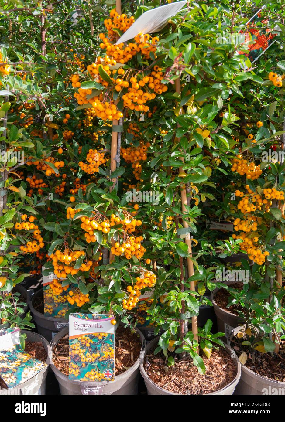 Pyracantha un arbusto rampicante con molte bacche d'arancio luminose in vendita in un centro giardino Foto Stock