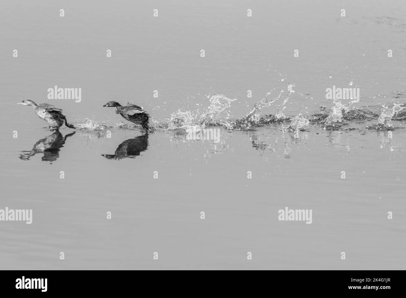 Adulto piccolo Grebe (Tachybaptus ruficollis) inseguire un uccello più giovane Foto Stock