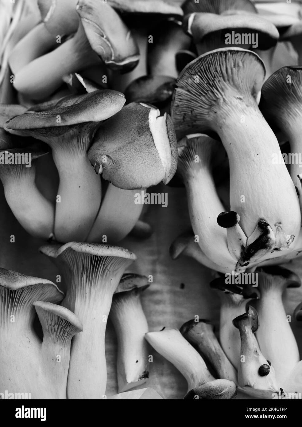 I funghi porcini King Oyster sono funghi carnosi che si alzano per friggere. Hanno una qualità saporita o umami. Un sostituto naturale per carni. Organico Foto Stock