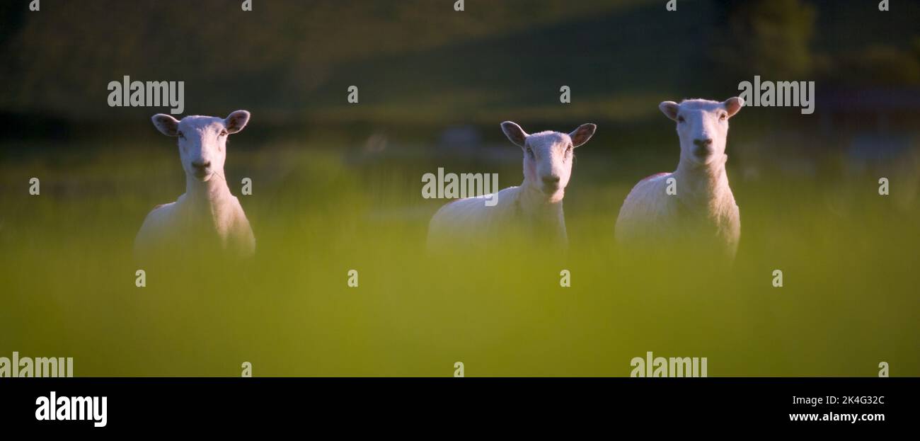 Sheep in Field guardando la macchina fotografica, Dartmoor National Park, Devon, Inghilterra, Regno Unito Foto Stock