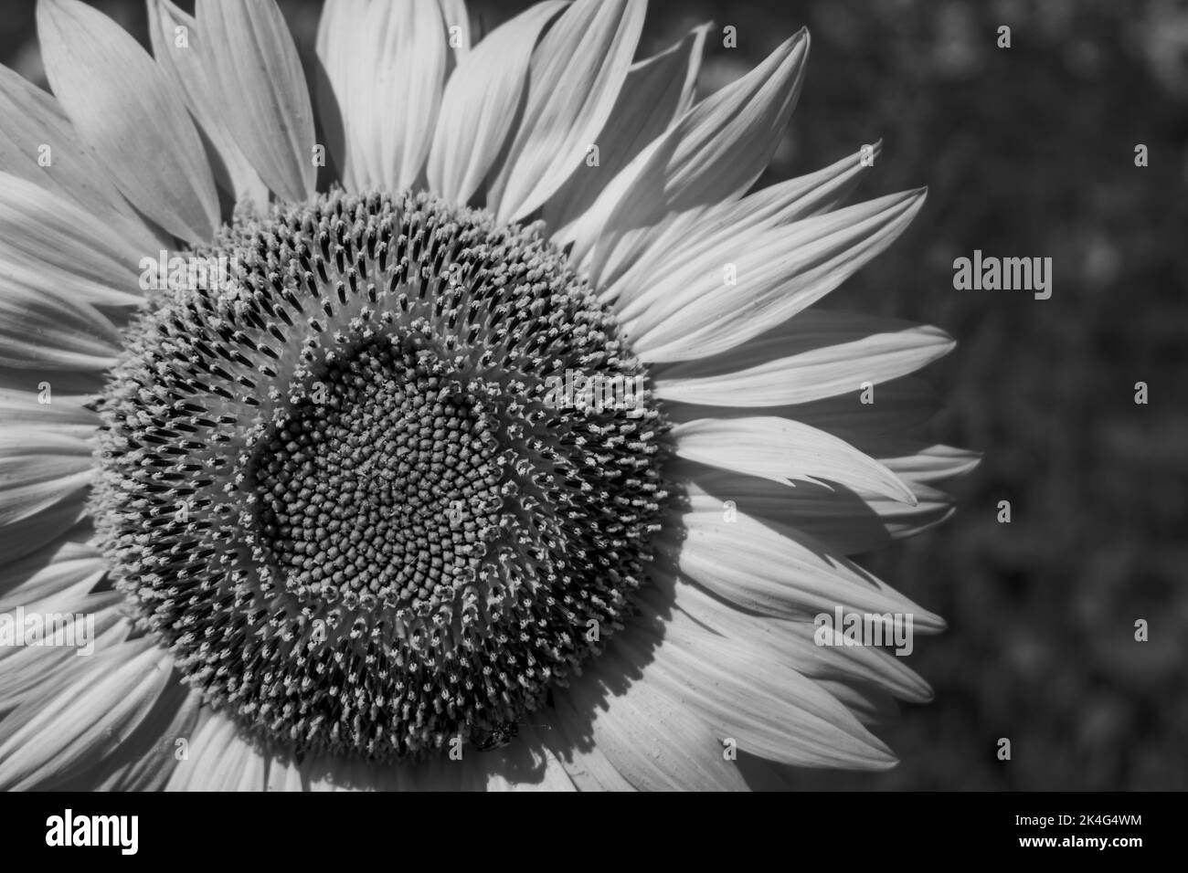 Un primo piano in scala di grigi di un girasole in fiore Foto Stock