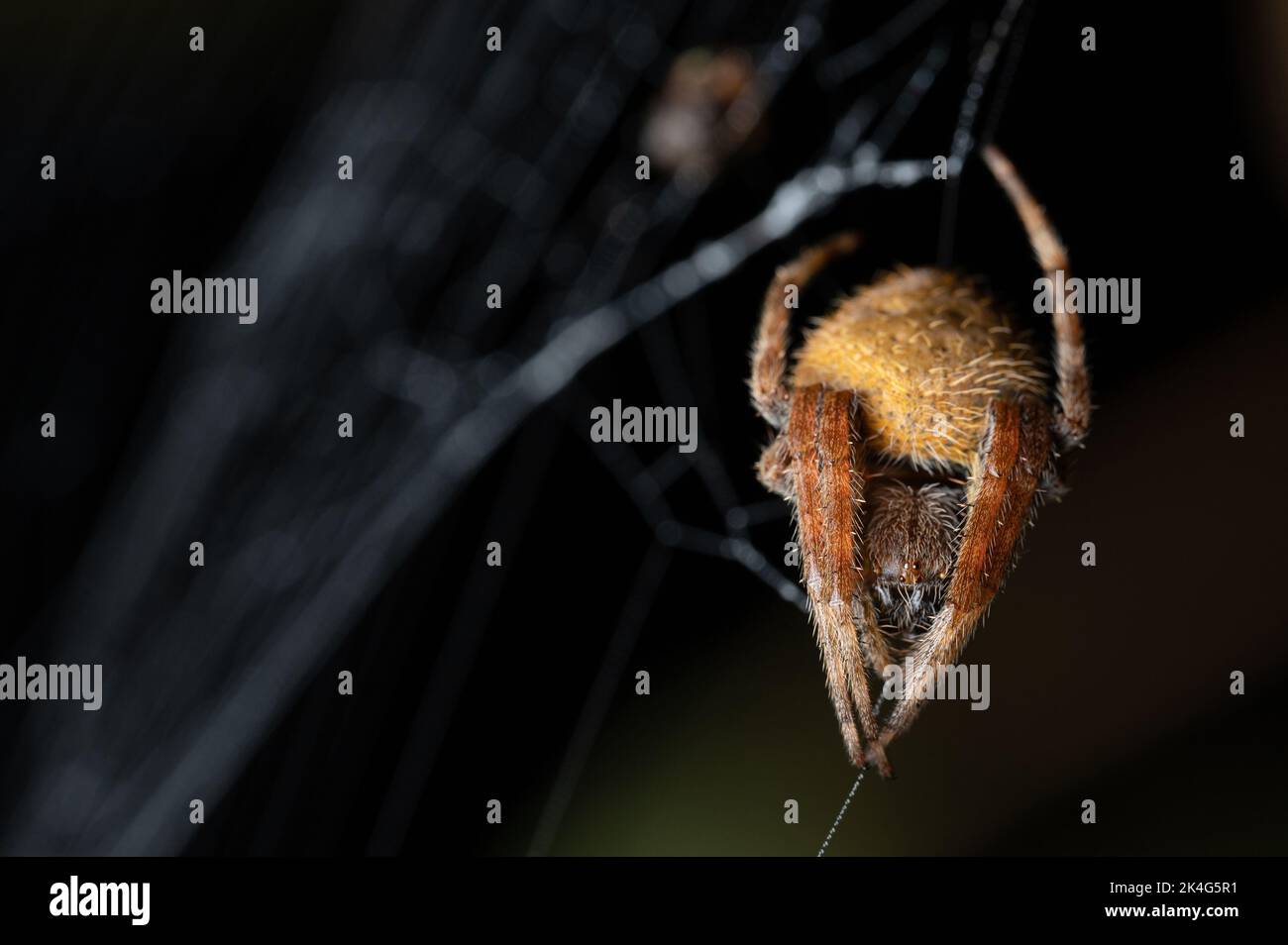 Faccia di ragno giallo peloso seduta su sfondo sfocato Foto Stock