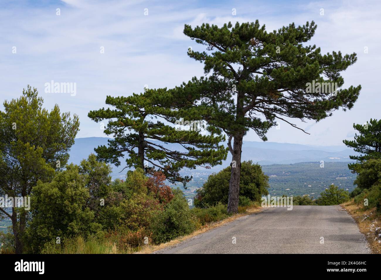 Strada per la valle del Luberon nel Vaucluse, nel sud della Francia, con un maestoso cedro. Foto Stock