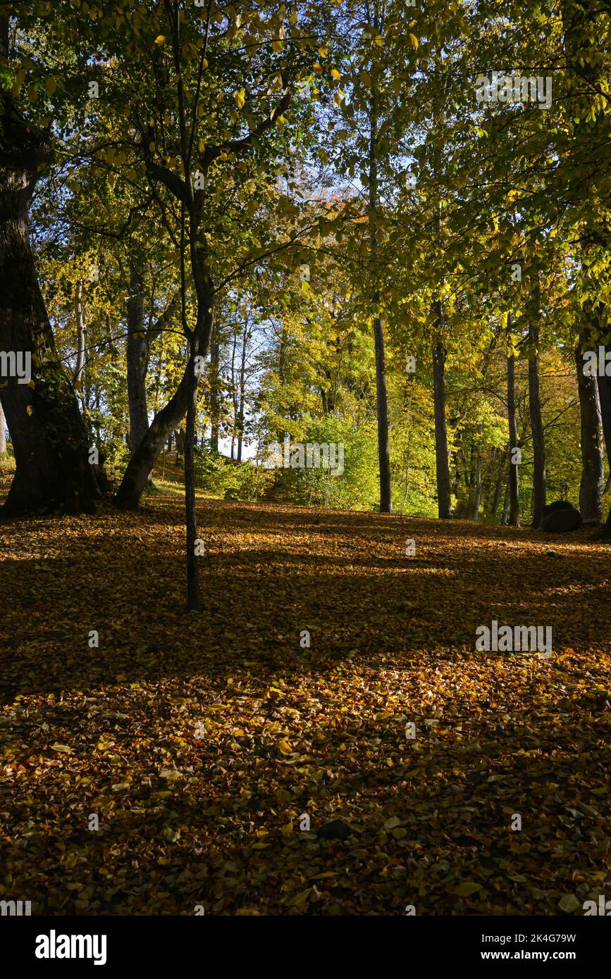 bellissimo paesaggio autunnale con un parco dove le foglie di arance sono cadute a terra. Foto Stock