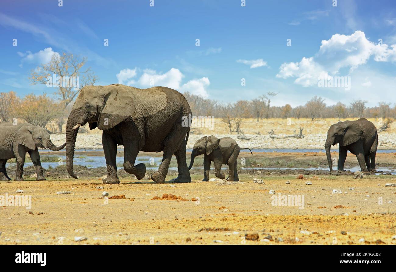 Un elefante Matriach ed il suo bambino molto giovane dell'elefante stanno in piedi ad una buca dell'acqua, con altri elefanti che guardano sopra. Rietfontein, Etosha, Namibia Foto Stock