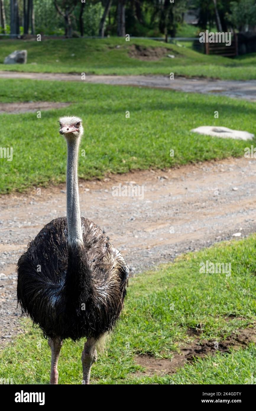 Struthio camelus uno struzzo che cammina sulla collina, sullo sfondo si può vedere la vegetazione, acqua e passeggiate, struzzo femminile in cerca di cibo. Foto Stock