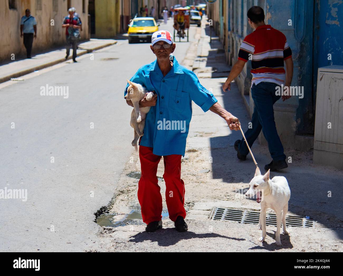 L'uomo cammina i suoi cani lungo la strada a l'Avana, Cuba Foto Stock
