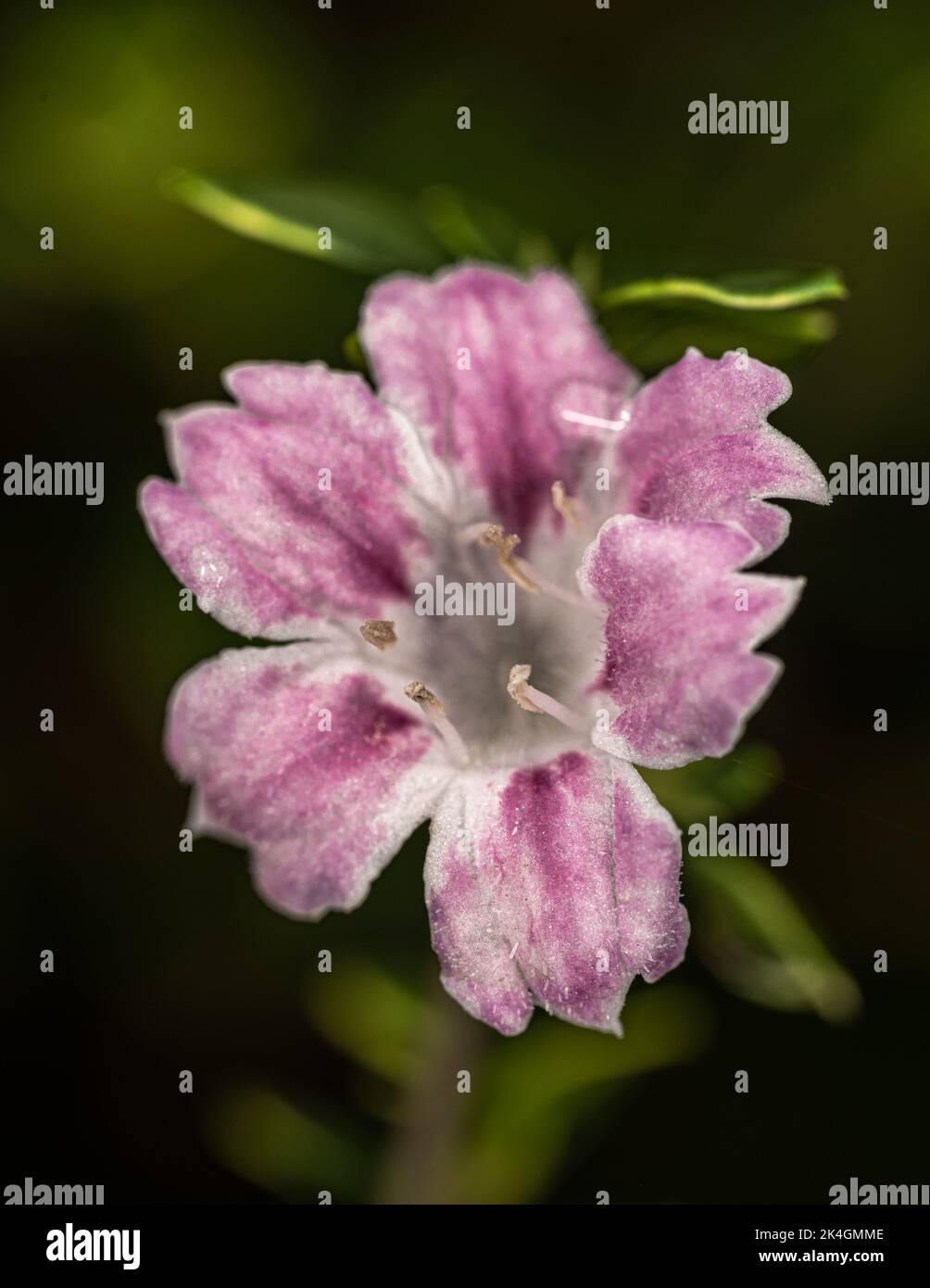 Fiore di Snowbush, Rosa di neve o albero delle mille Stelle (Serissa japonica ‘variegata’) Foto Stock