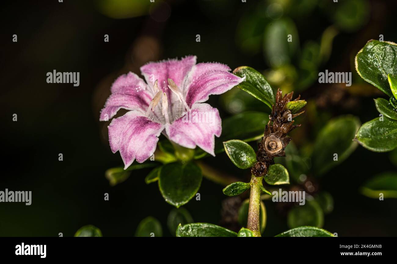 Fiore di Snowbush, Rosa di neve o albero delle mille Stelle (Serissa japonica ‘variegata’) Foto Stock