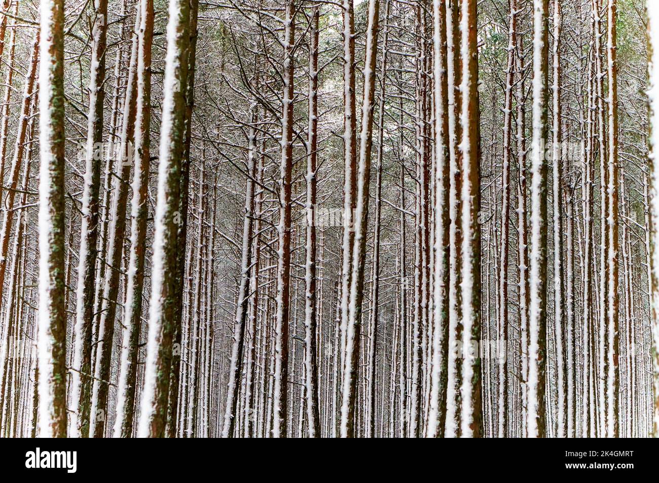 La foresta in inverno. Alberi sotto la neve. La neve nella foresta. Paesaggio invernale. Foto Stock
