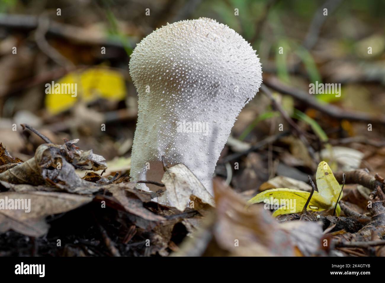 Lycooperdon perlatum, il puffball comune, puffball ordito, puffball gemma-borded, fart del lupo o il fungo della scatola del tabacco da fiuto del diavolo. Foto Stock