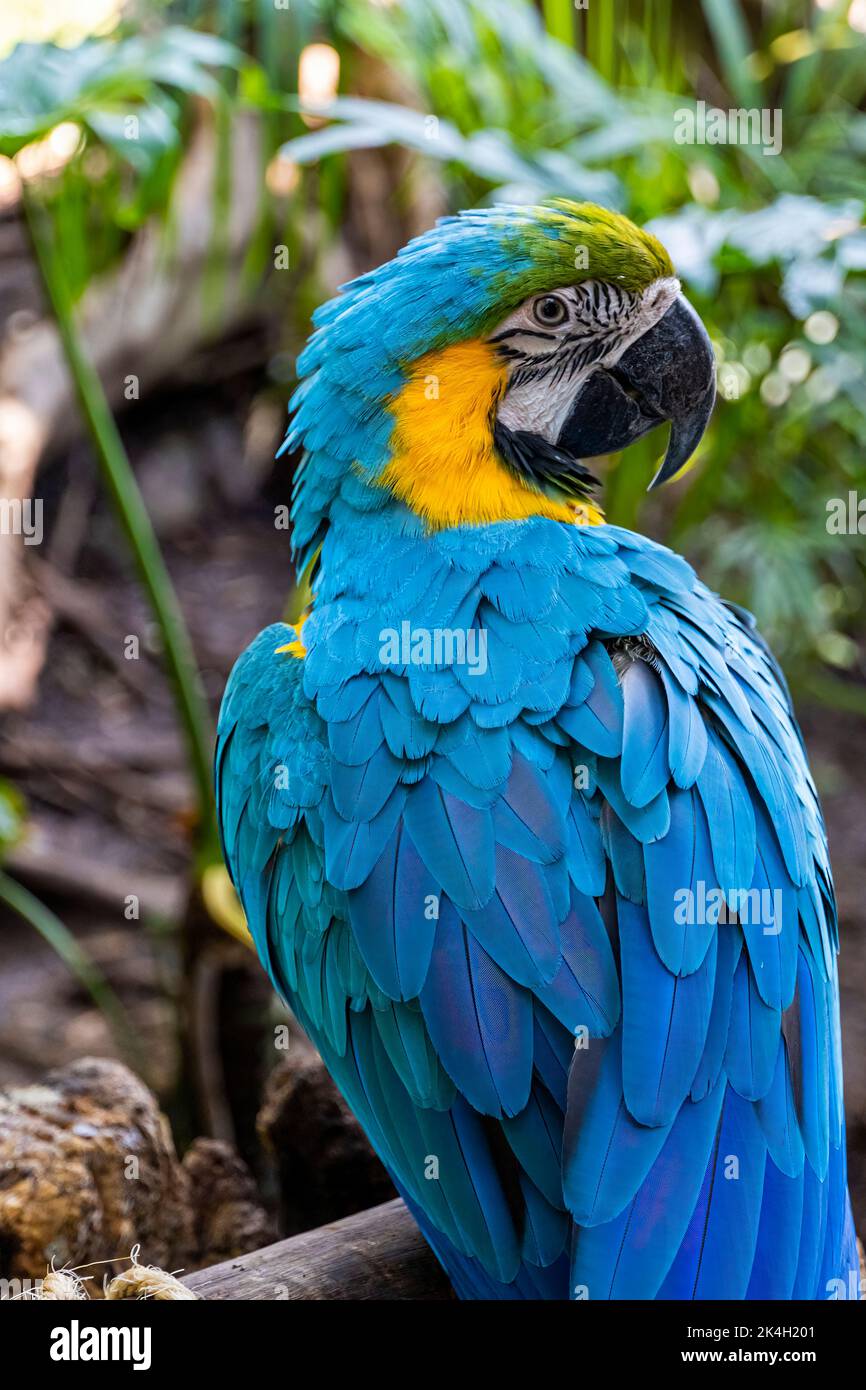 Ara ararauna blu dorato macaw, colori blu e giallo, colori intensi, bellissimo uccello arroccato su un ramo, guadalajara Foto Stock