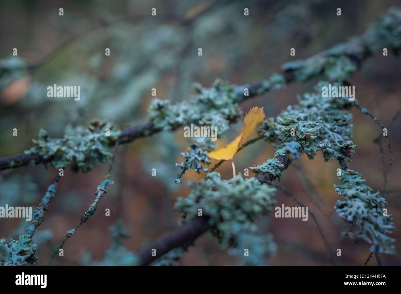 Una foglia gialla d'autunno cadde su un vecchio ramo cresciuto di muschio e lichene Foto Stock