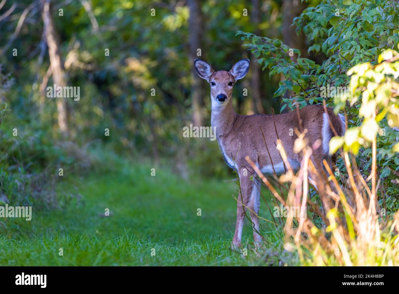 Capriolo dalla coda bianca (Odocoileus virginianus) in autunno Foto Stock