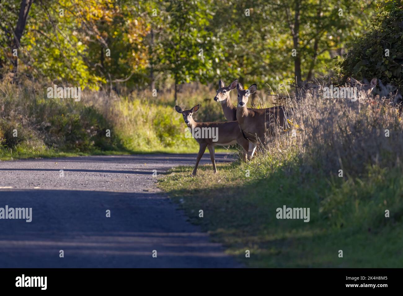 Cervi dalla coda bianca sentiti (Odocoileus virginianus) in autunno Foto Stock