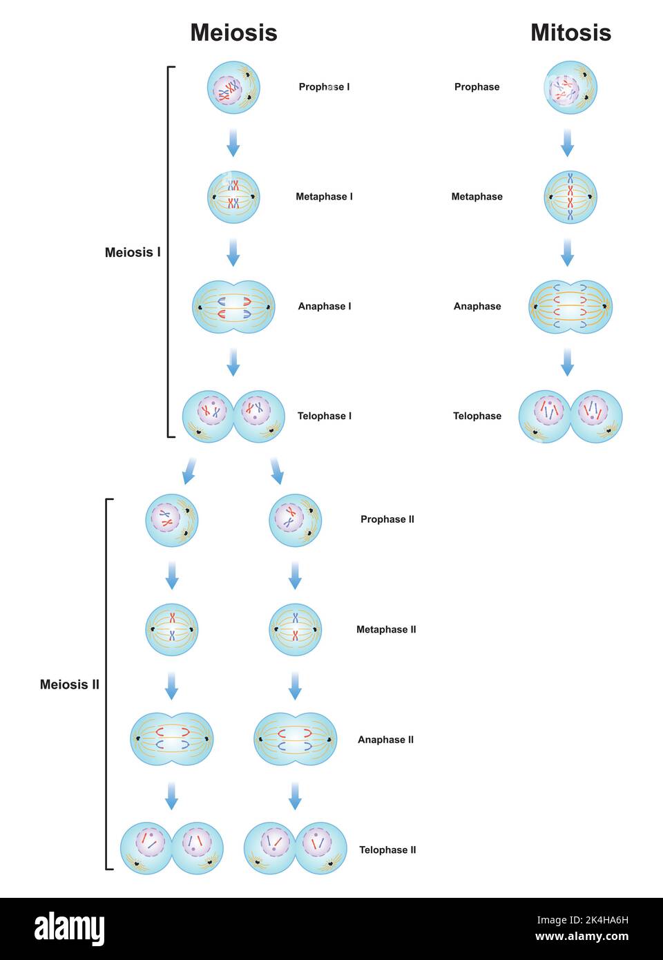 Progettazione scientifica delle differenze tra Meiosi e mitosi. Simboli colorati. Illustrazione vettoriale. Illustrazione Vettoriale