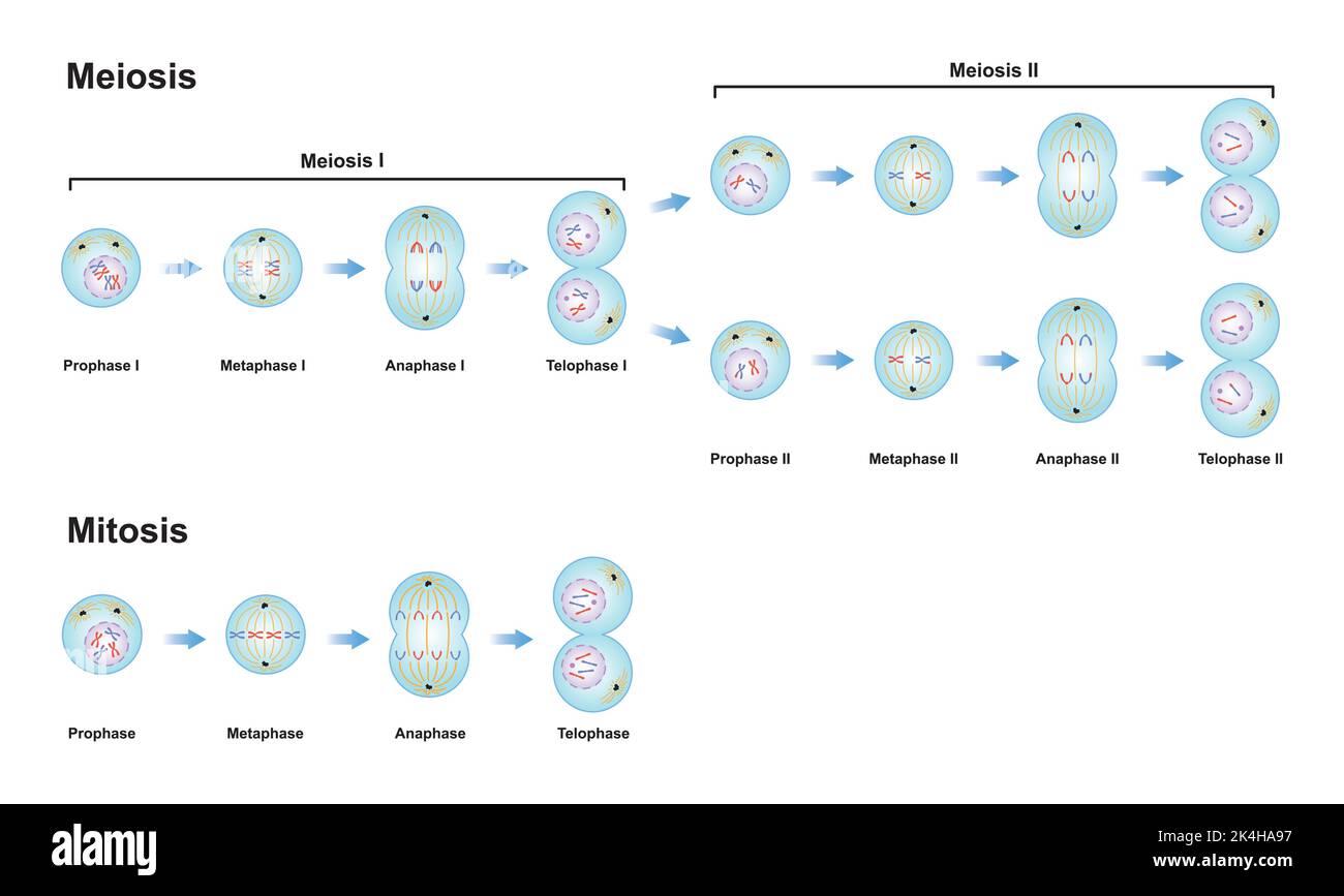 Progettazione scientifica delle differenze tra Meiosi e mitosi. Simboli colorati. Illustrazione vettoriale. Illustrazione Vettoriale