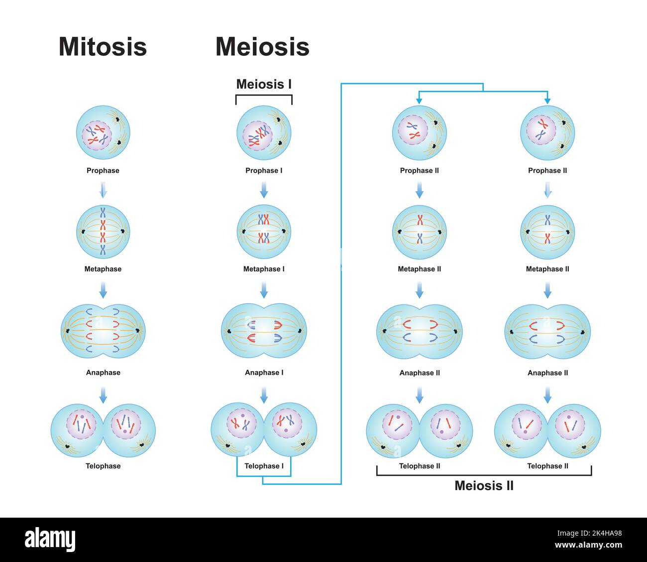 Progettazione scientifica delle differenze tra Meiosi e mitosi. Simboli colorati. Illustrazione vettoriale. Illustrazione Vettoriale