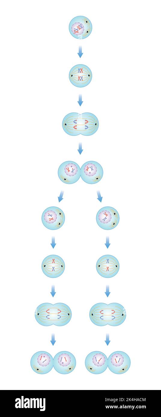 Progettazione scientifica delle fasi di Meiosi. Processo di divisione cellulare germ. Simboli colorati. Illustrazione vettoriale. Illustrazione Vettoriale